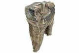 Fossil Woolly Rhino (Coelodonta) Tooth - Siberia #225207-3